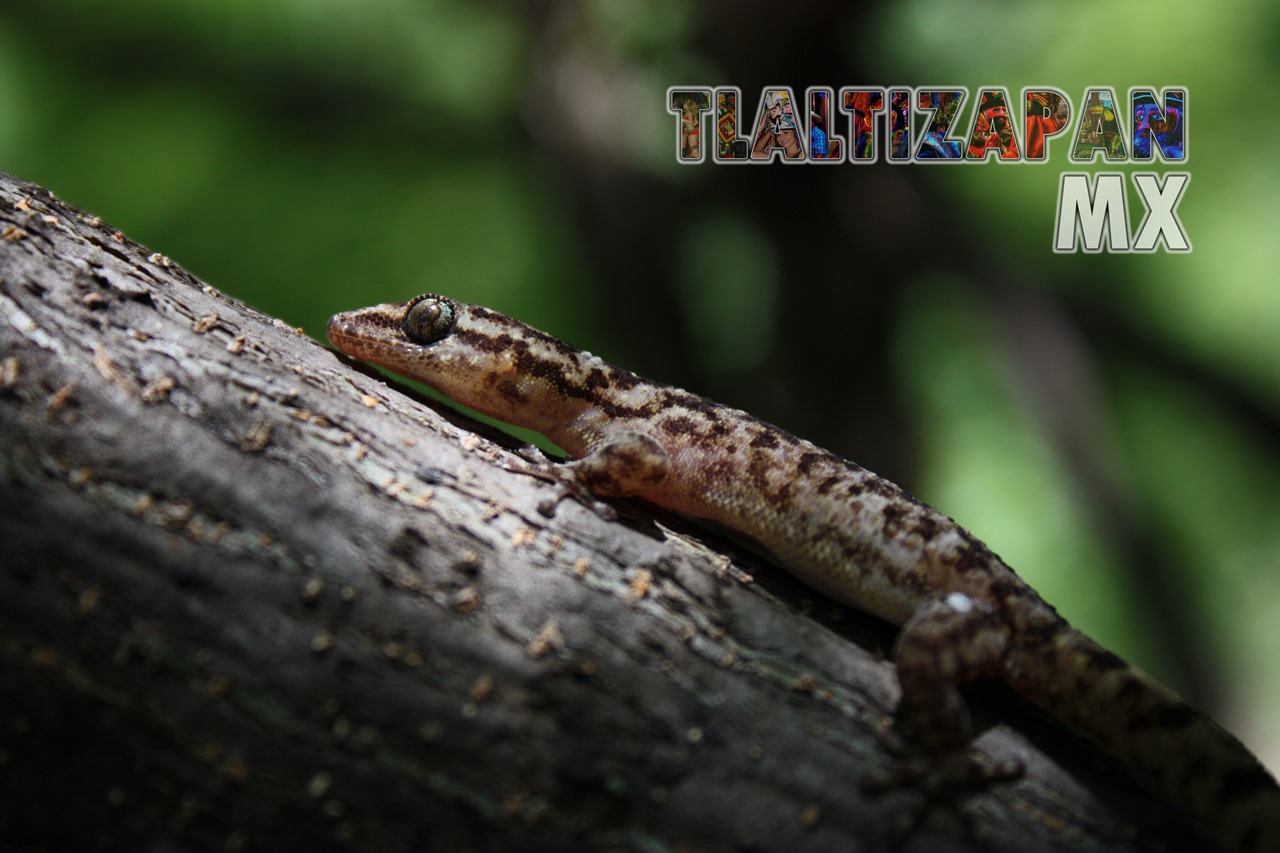 Gecos y coleonyx vistos en Tlaltizapán