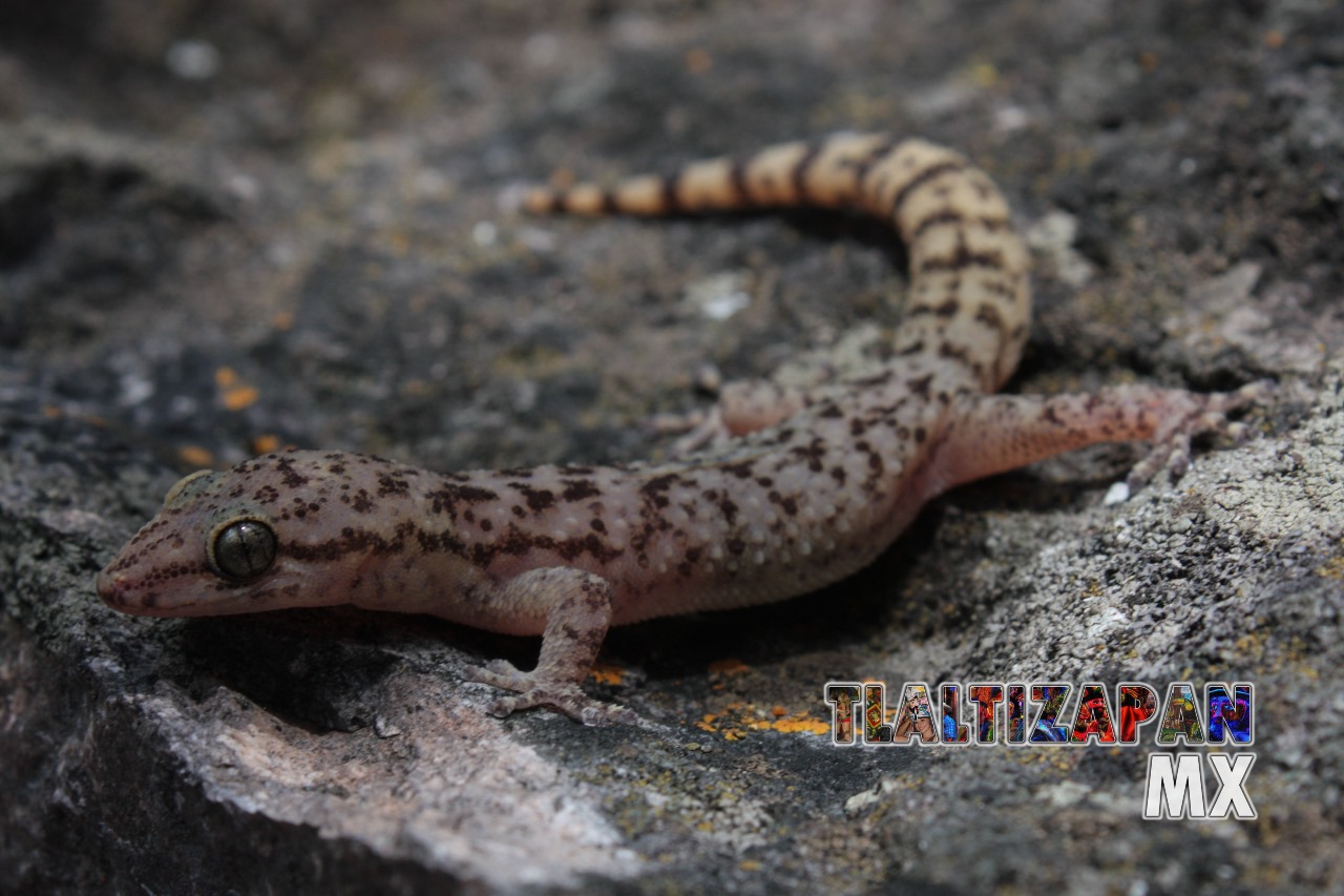 Gecos y coleonyx vistos en Tlaltizapá