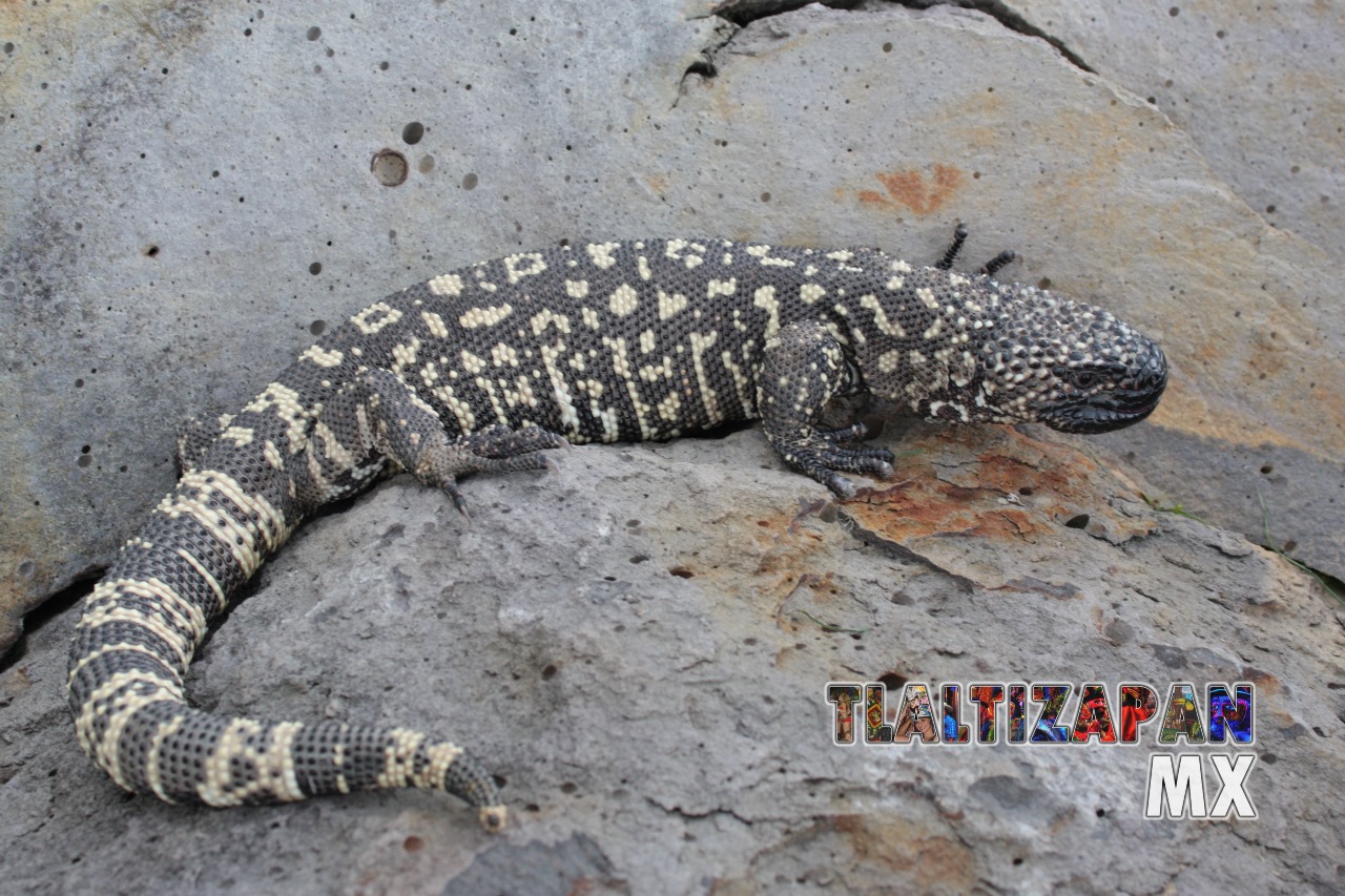 Monstruos de gila vistos en Tlaltizapán | Coleccion multimedia | Tlaltizapan.mx