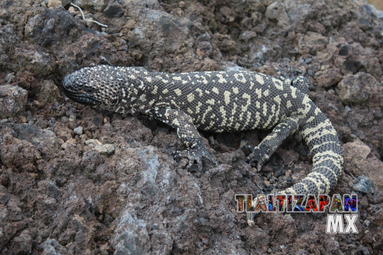 Monstruos de gila vistos en Tlaltizapán | Coleccion multimedia | Tlaltizapan.mx