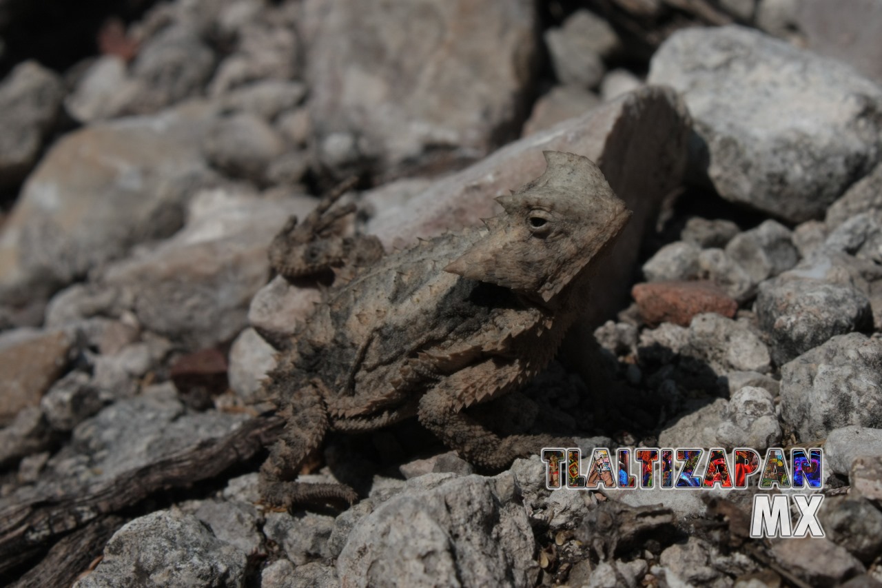 Phrynosomas vistos en Tlaltizapán | Coleccion multimedia | Tlaltizapan.mx