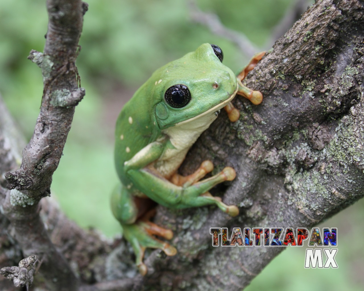 Ranas y sapos vistas en Tlaltizapán | Coleccion multimedia | Tlaltizapan.mx