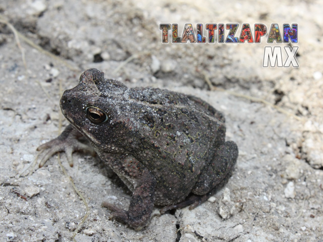 Ranas y sapos vistas en Tlaltizapán | Coleccion multimedia | Tlaltizapan.mx