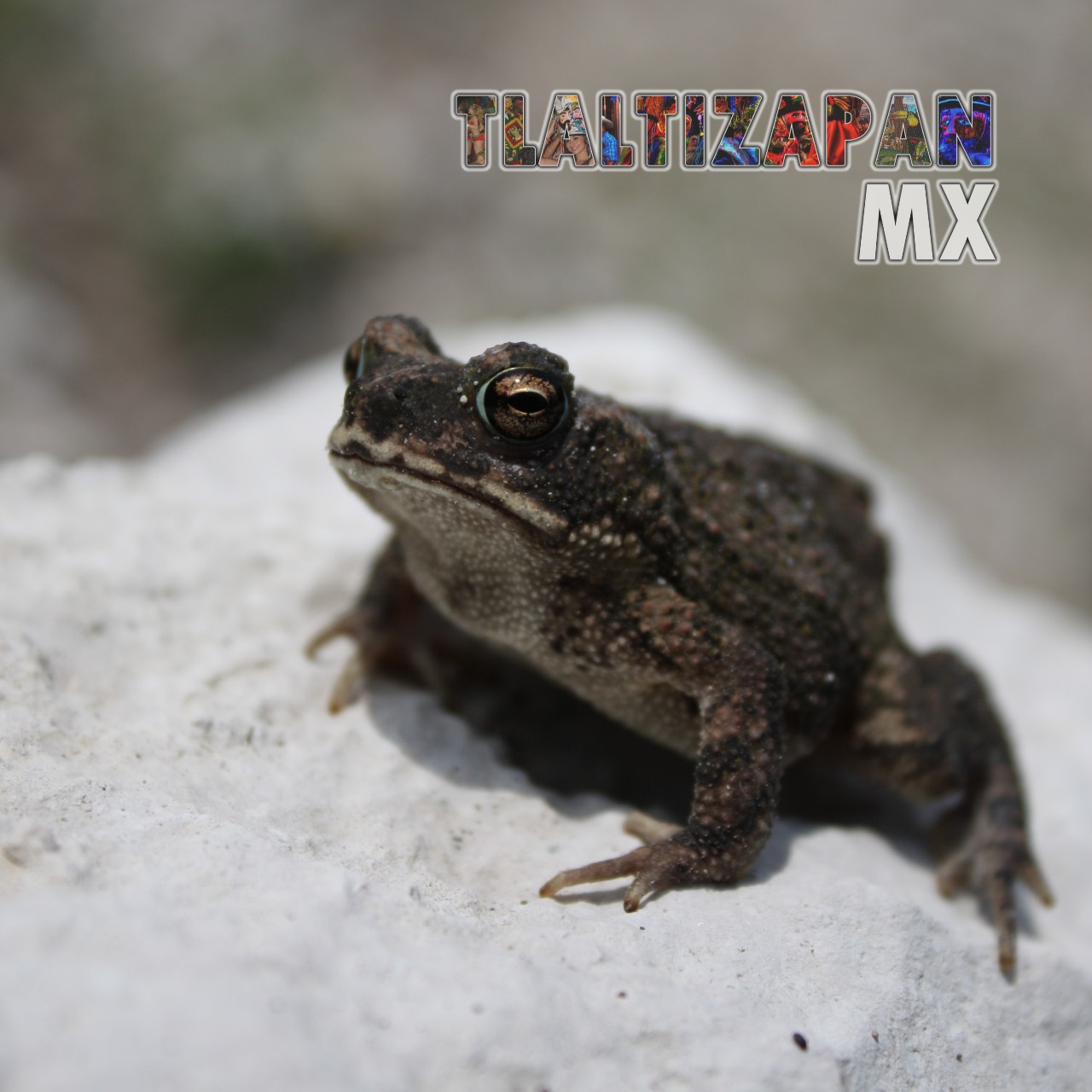 Ranas y sapos vistas en Tlaltizapán | Coleccion multimedia | Tlaltizapan.mx