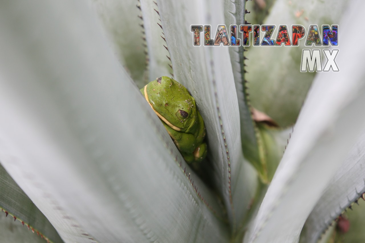 Ranas y sapos vistas en Tlaltizapán | Coleccion multimedia | Tlaltizapan.mx