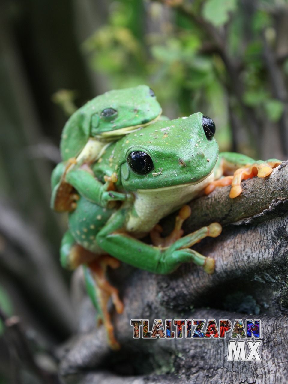 Ranas y sapos vistas en Tlaltizapán | Coleccion multimedia | Tlaltizapan.mx