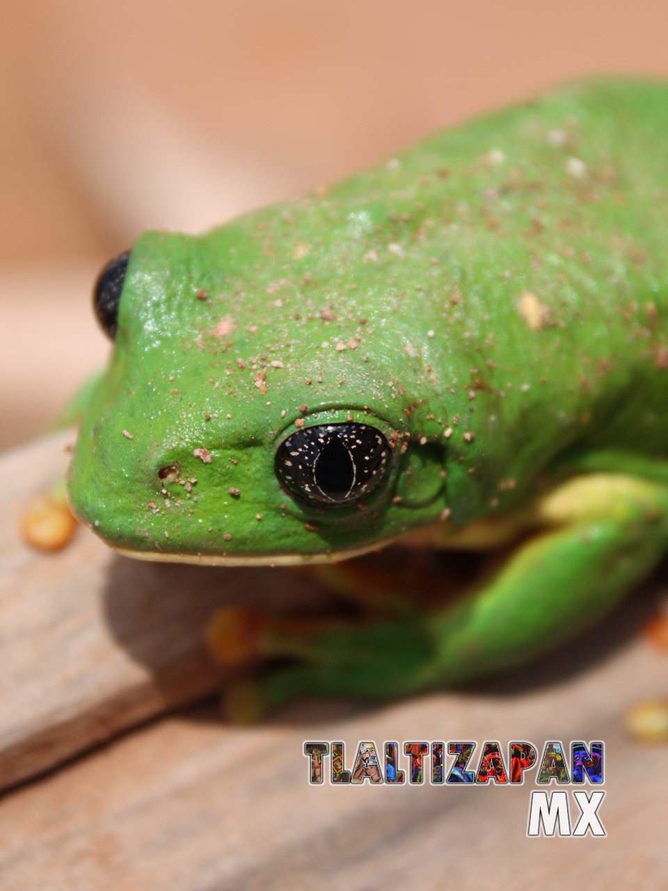 Ranas y sapos vistas en Tlaltizapán | Coleccion multimedia | Tlaltizapan.mx