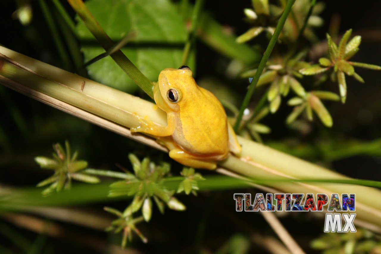 Ranas y sapos vistas en Tlaltizapán | Coleccion multimedia | Tlaltizapan.mx