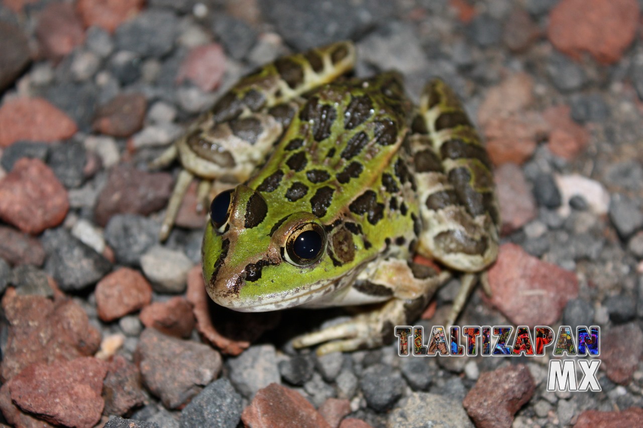 Ranas y sapos vistas en Tlaltizapán | Coleccion multimedia | Tlaltizapan.mx