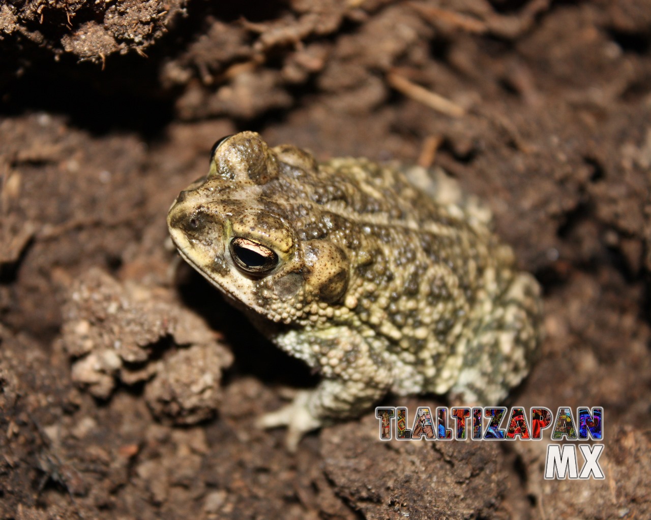 Ranas y sapos vistas en Tlaltizapán | Coleccion multimedia | Tlaltizapan.mx