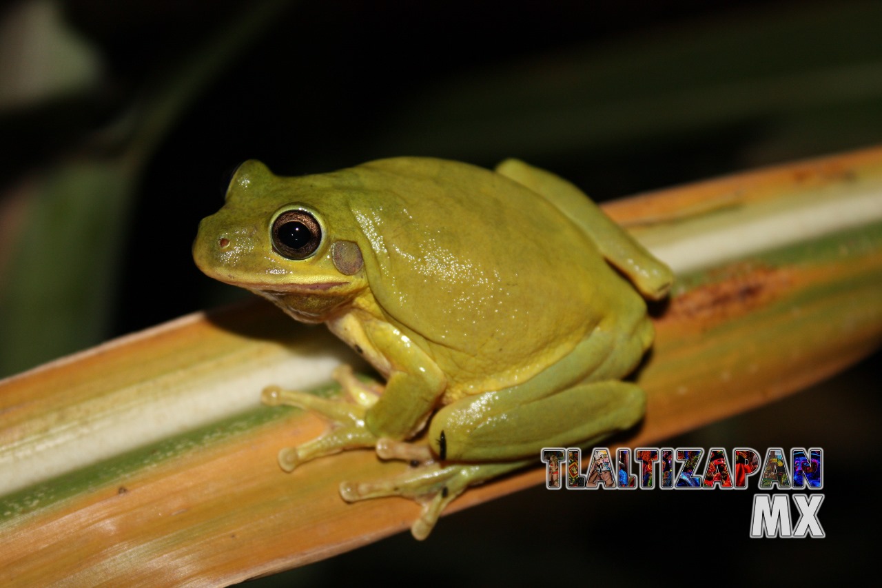 Ranas y sapos vistas en Tlaltizapán | Coleccion multimedia | Tlaltizapan.mx