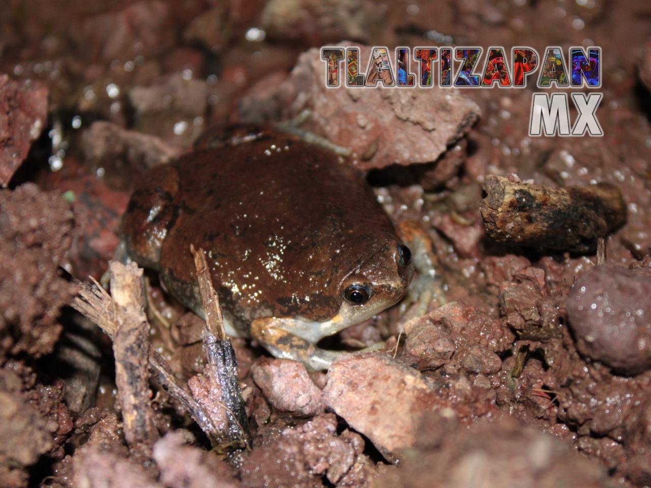 Ranas y sapos vistas en Tlaltizapán | Coleccion multimedia | Tlaltizapan.mx