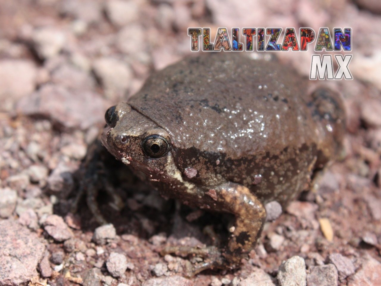 Ranas y sapos vistas en Tlaltizapán | Coleccion multimedia | Tlaltizapan.mx