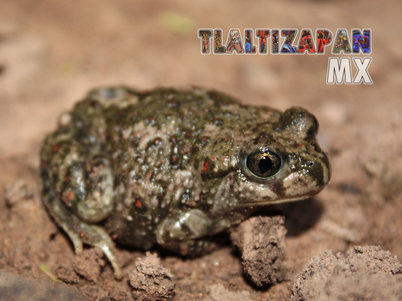 Ranas y sapos vistas en Tlaltizapán | Coleccion multimedia | Tlaltizapan.mx