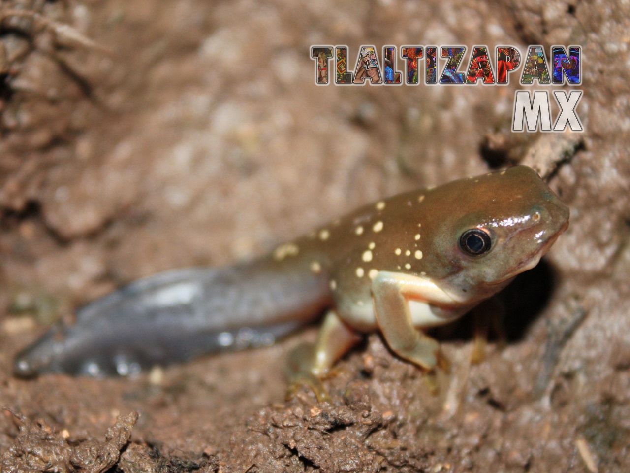 Ranas y sapos vistas en Tlaltizapán | Coleccion multimedia | Tlaltizapan.mx