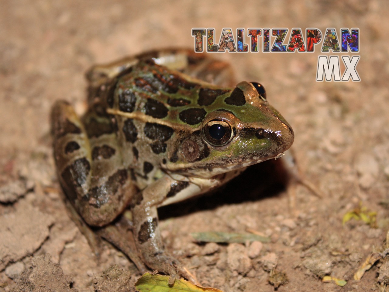 Ranas y sapos vistas en Tlaltizapán | Coleccion multimedia | Tlaltizapan.mx