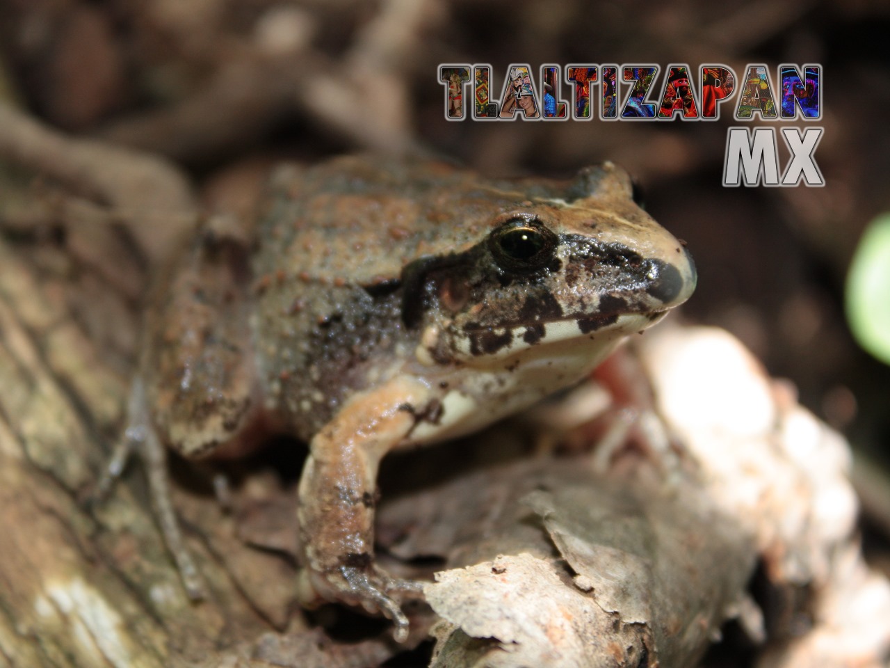 Ranas y sapos vistas en Tlaltizapán | Coleccion multimedia | Tlaltizapan.mx