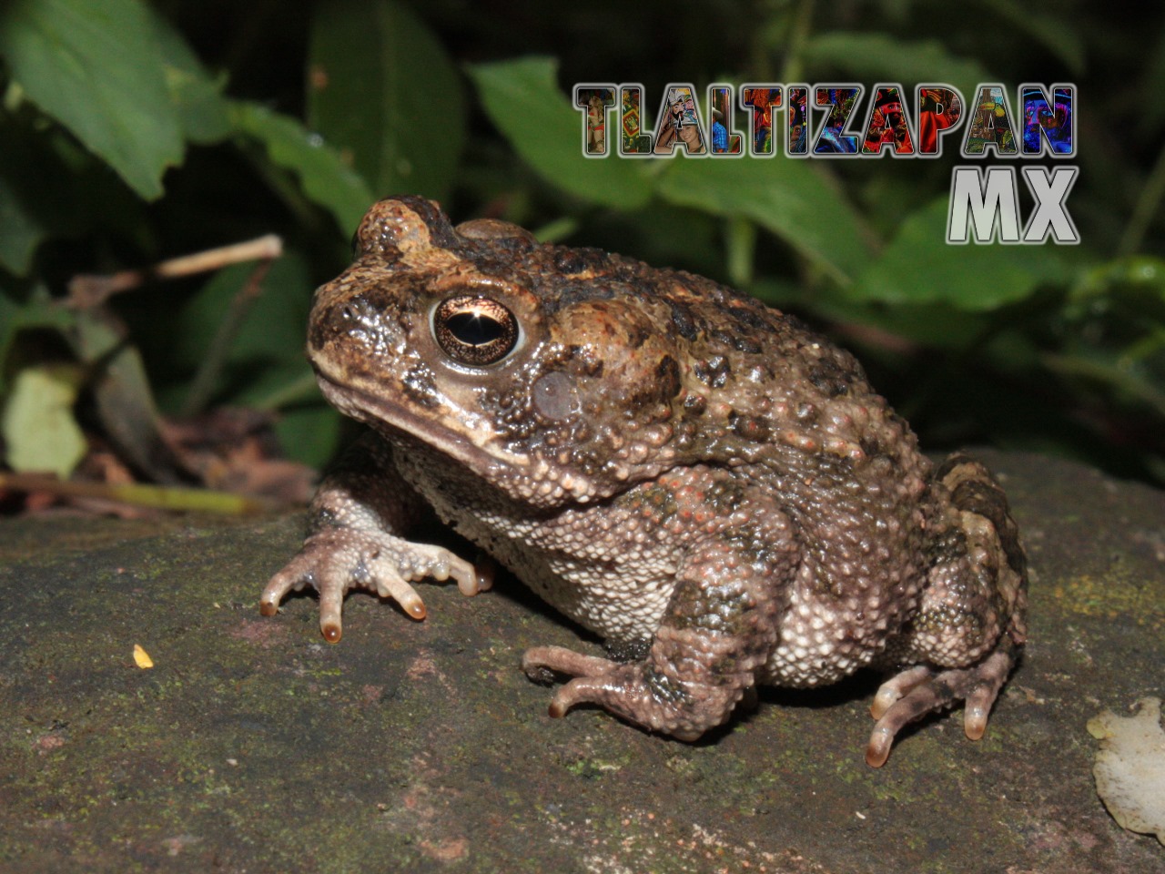 Ranas y sapos vistas en Tlaltizapán | Coleccion multimedia | Tlaltizapan.mx