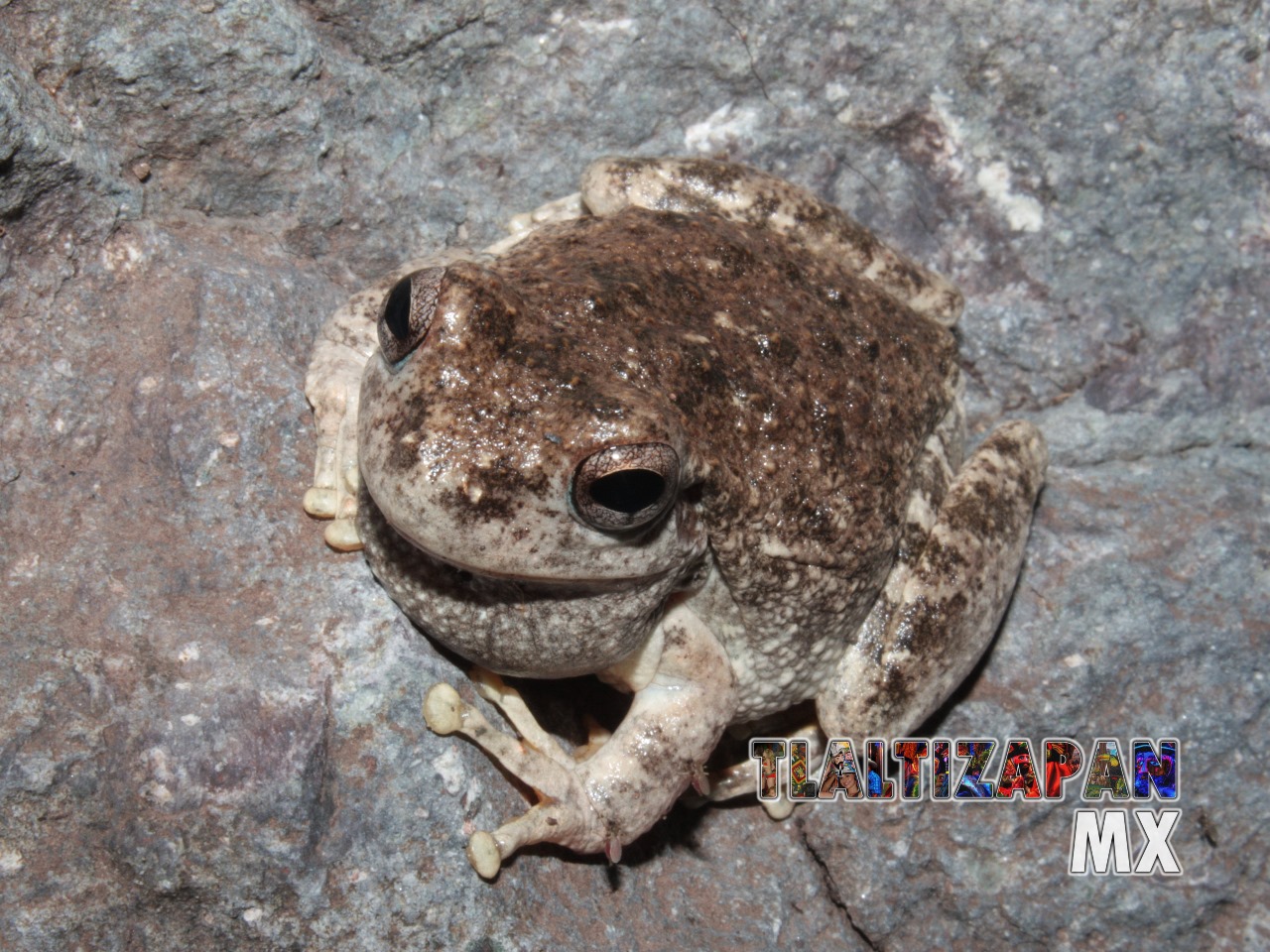 Ranas y sapos vistas en Tlaltizapán | Coleccion multimedia | Tlaltizapan.mx