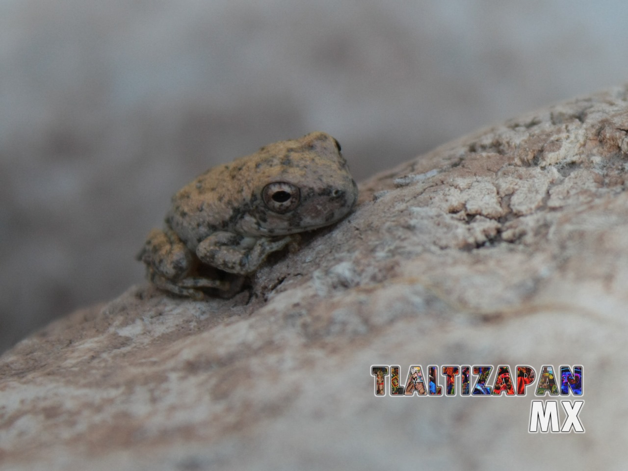 Ranas y sapos vistas en Tlaltizapán | Coleccion multimedia | Tlaltizapan.mx