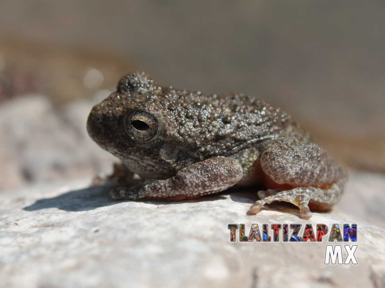 Ranas y sapos vistas en Tlaltizapán | Coleccion multimedia | Tlaltizapan.mx