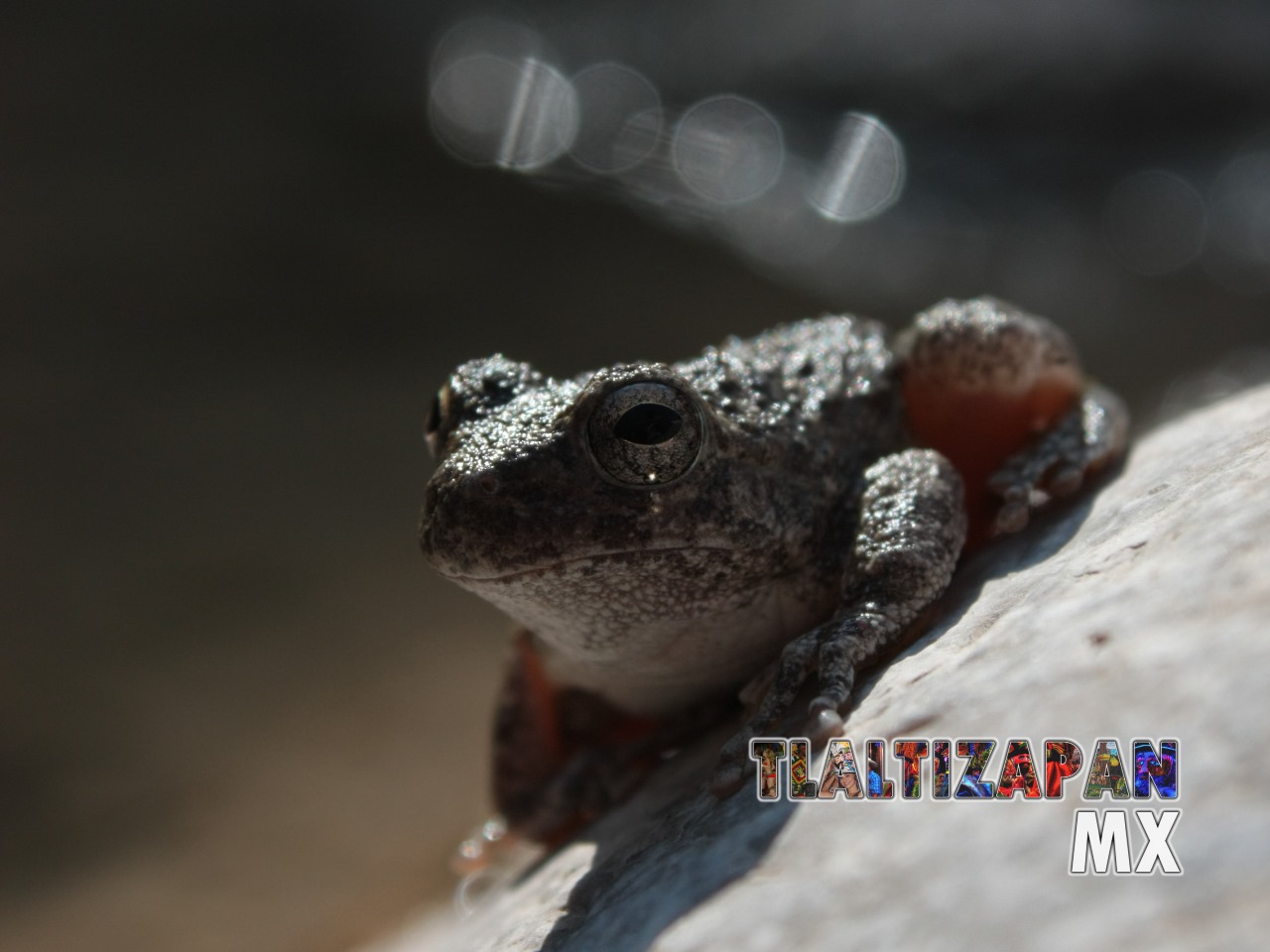 Ranas y sapos vistas en Tlaltizapán | Coleccion multimedia | Tlaltizapan.mx