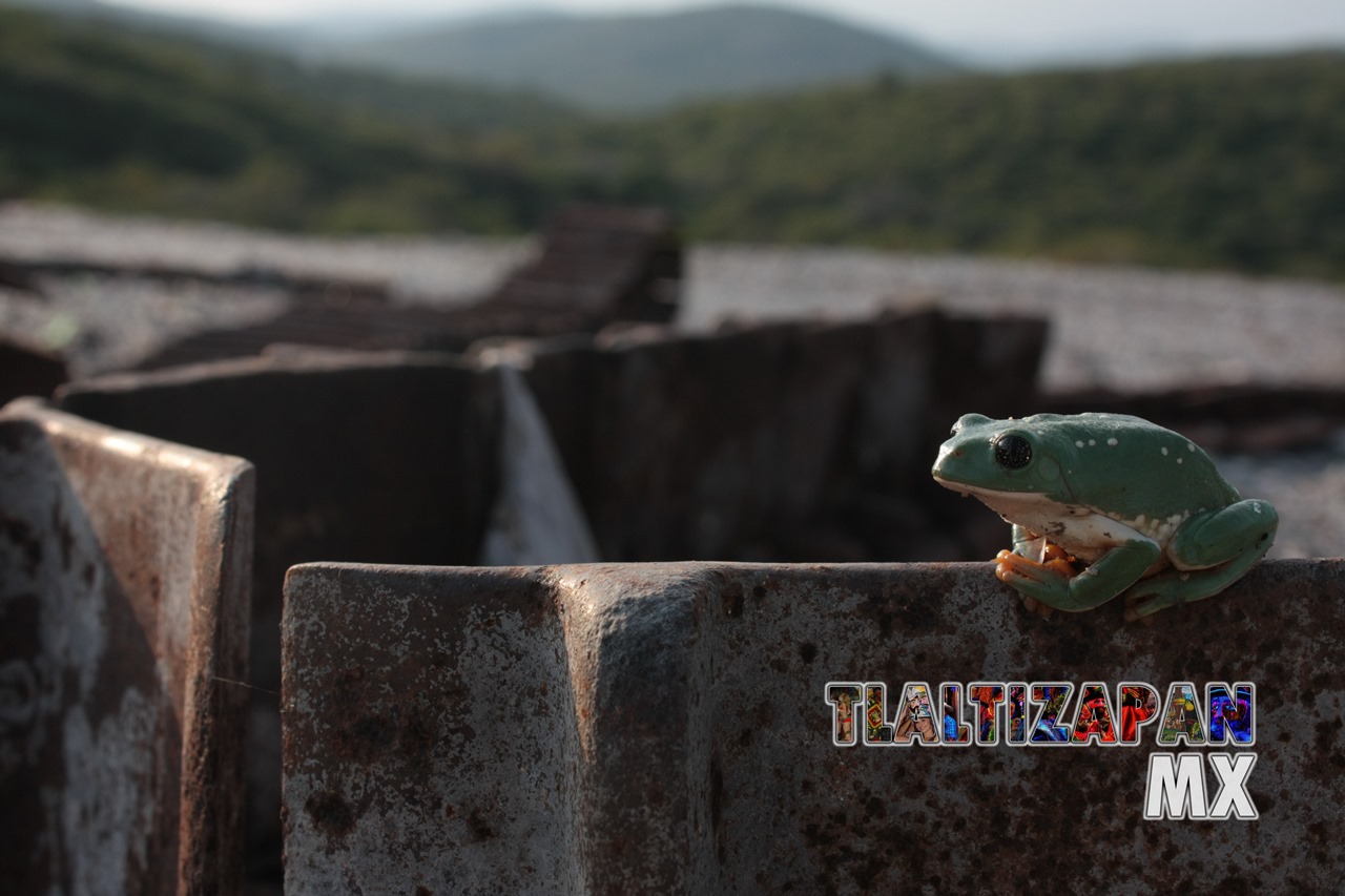 Ranas y sapos vistas en Tlaltizapán | Coleccion multimedia | Tlaltizapan.mx