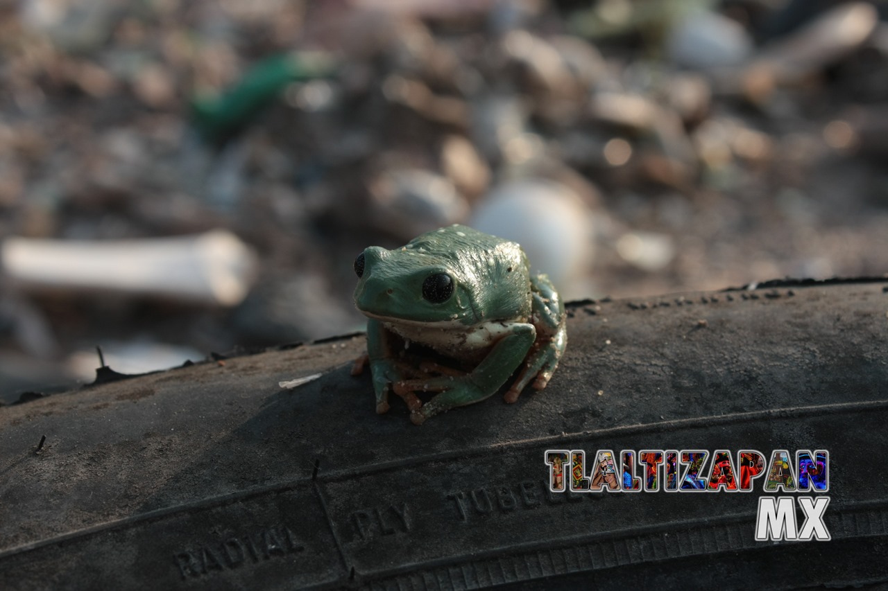 Ranas y sapos vistas en Tlaltizapán | Coleccion multimedia | Tlaltizapan.mx