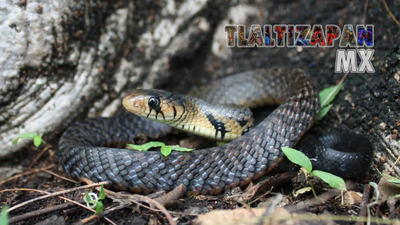 Serpientes vistas en Tlaltizapán | Coleccion multimedia | Tlaltizapan.mx