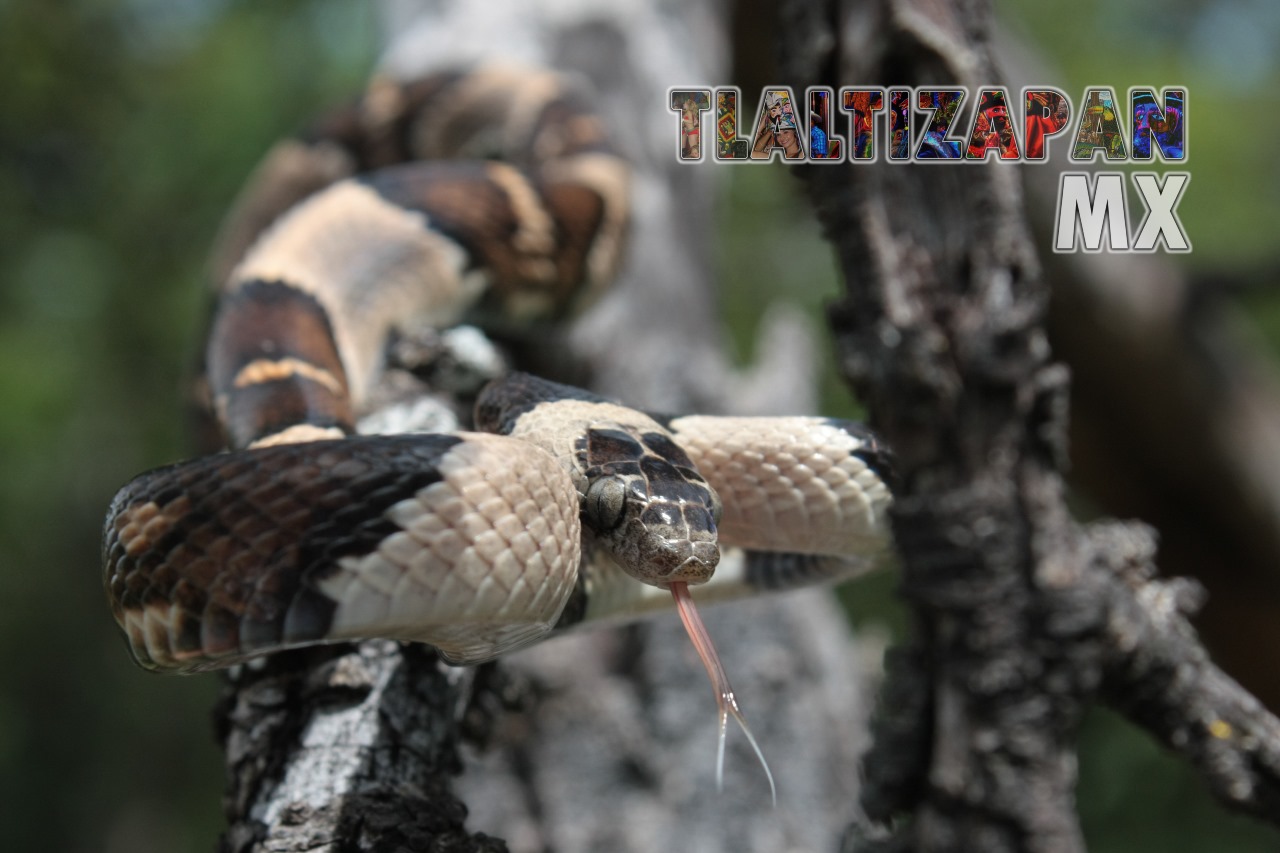 Serpientes vistas en Tlaltizapán | Coleccion multimedia | Tlaltizapan.mx