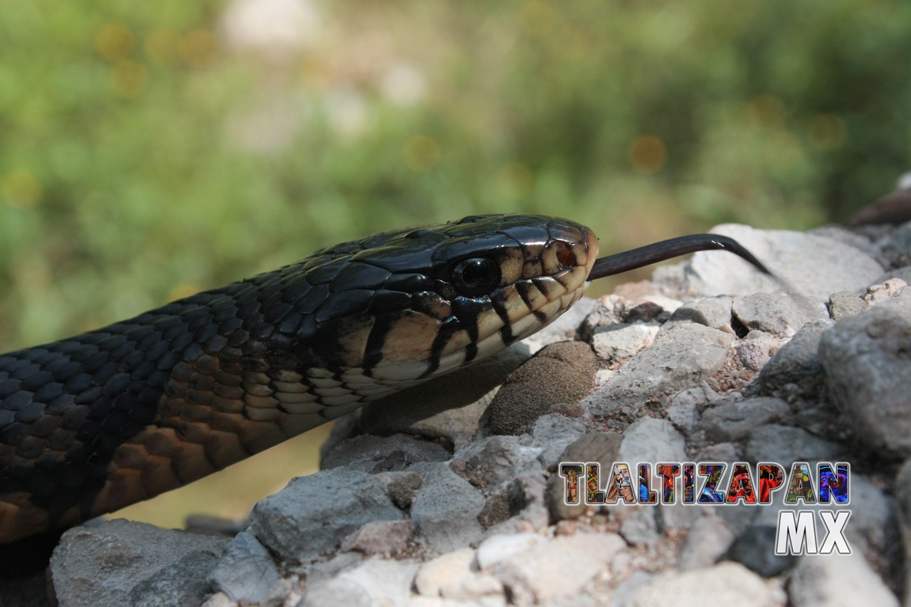 Serpientes vistas en Tlaltizapán | Coleccion multimedia | Tlaltizapan.mx