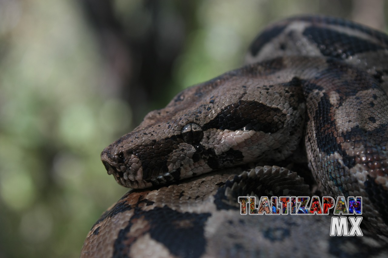 Serpientes vistas en Tlaltizapán | Coleccion multimedia | Tlaltizapan.mx