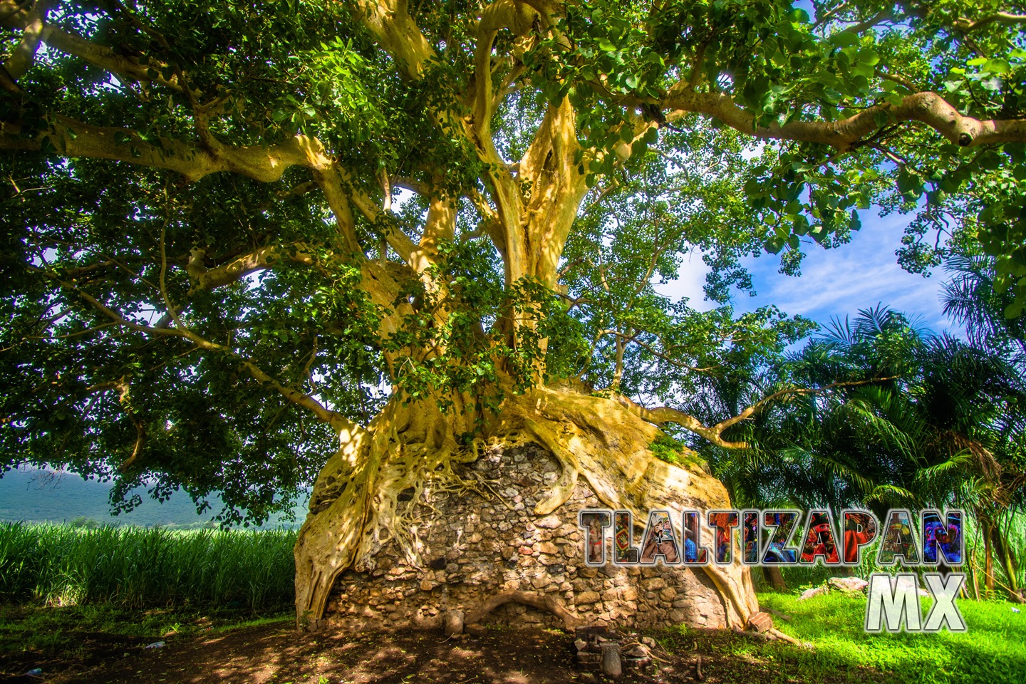 Gran árbol Amate Amarillo de la colonia Alejandra de Tlaltizapán, Morelos