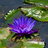 Flor de Lirio acuatica morada sobre los estanques de las Estacas