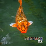 Carpa naranja nadando en el estanque de las Estacas