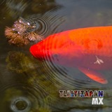 Carpa Naranja nadando dentro de los estanques de Las Estacas