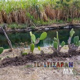 Siembra de nopal a la orilla del canal de Tlaltizapán