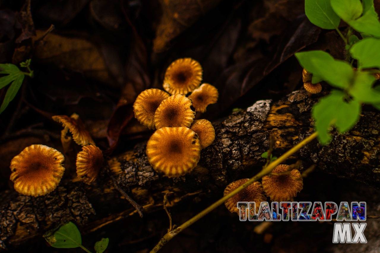 Pequeños hongos creciendo en el cerro Santa María de Tlaltizapán