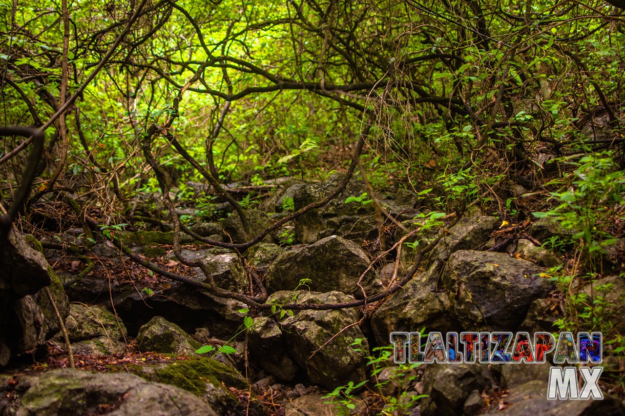 Paisaje dentro de la barranca del cerro de Santa María en Tlaltizapán, Morelos