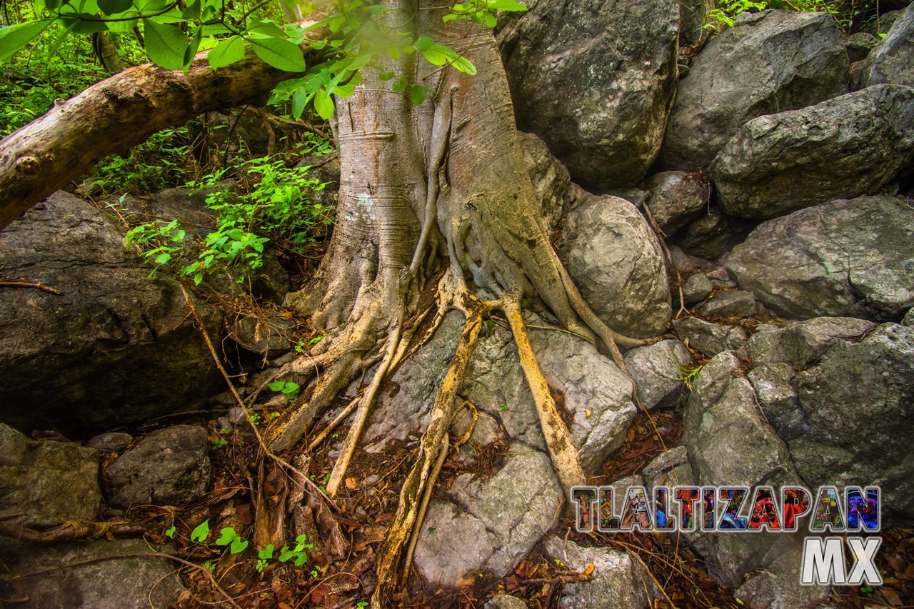 Paisaje dentro de la barranca del cerro de Santa María en Tlaltizapán, Morelos