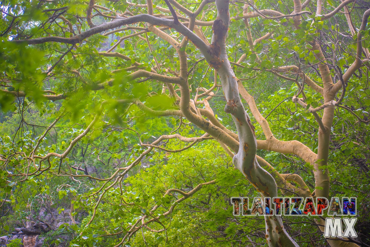 Árboles amates en el cerro Santa María de Tlaltizapán, Morelos