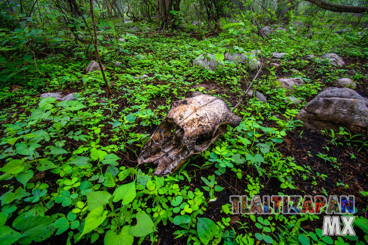 Cráneo de un bovino en el cerro Santa María en Tlaltizapán, Morelos