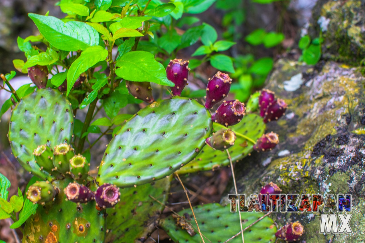 Nopales y tunas creciendo en el cerro Santa María de Tlaltizapán, Morelos