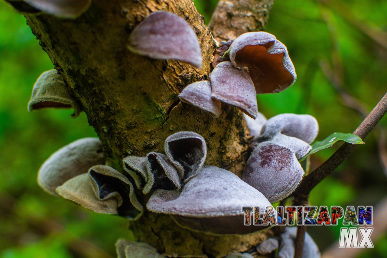 Hongos creciendo en rama de árbol