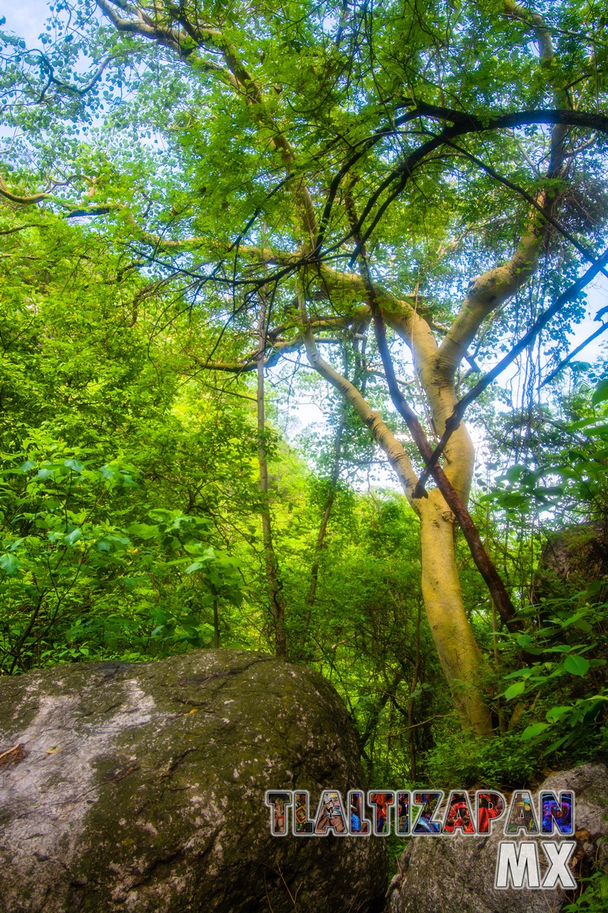 Paisaje dentro de la barranca del cerro de Santa María en Tlaltizapán, Morelos