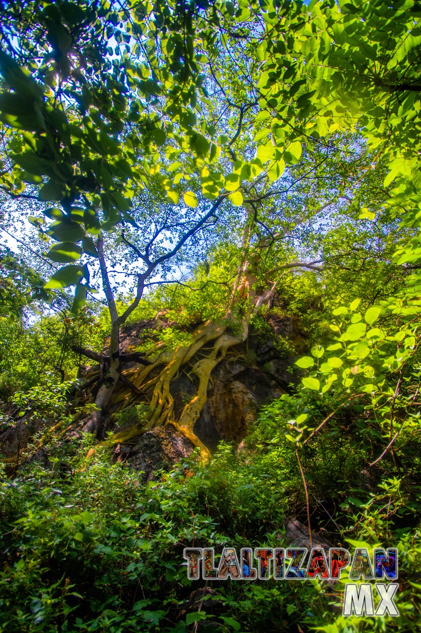 Paisaje dentro de la barranca del cerro de Santa María en Tlaltizapán, Morelos