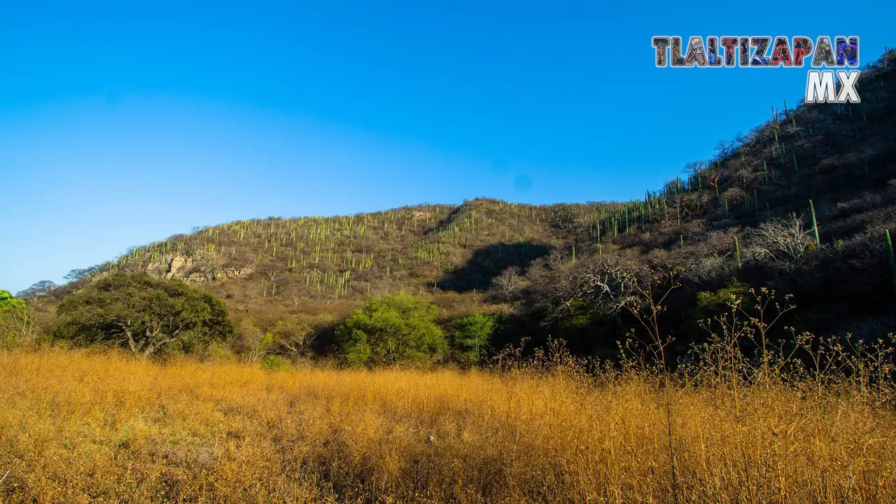 Organales de temilpa 07 de Marzo del 2019 | Coleccion multimedia | Tlaltizapan.mx