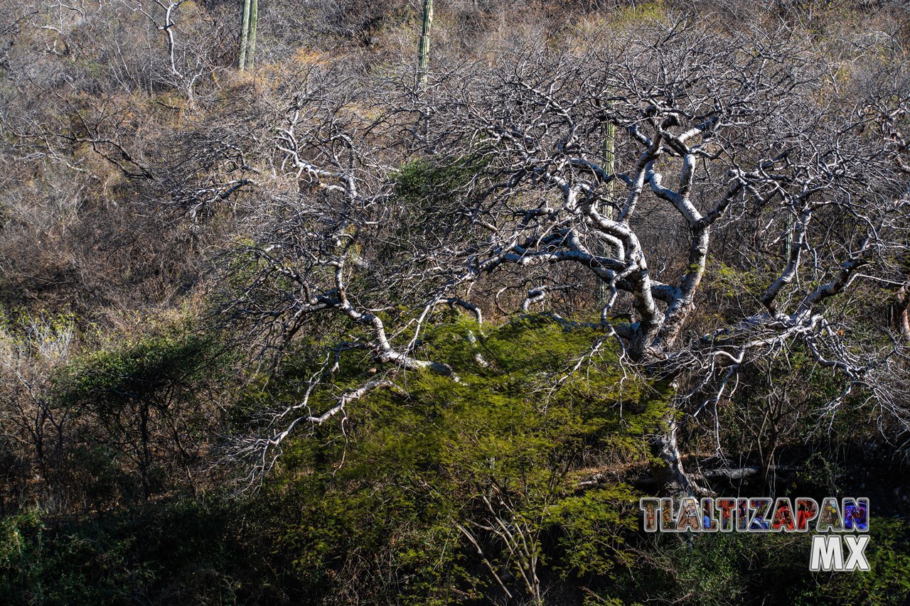 Organales de temilpa 07 de Marzo del 2019 | Coleccion multimedia | Tlaltizapan.mx