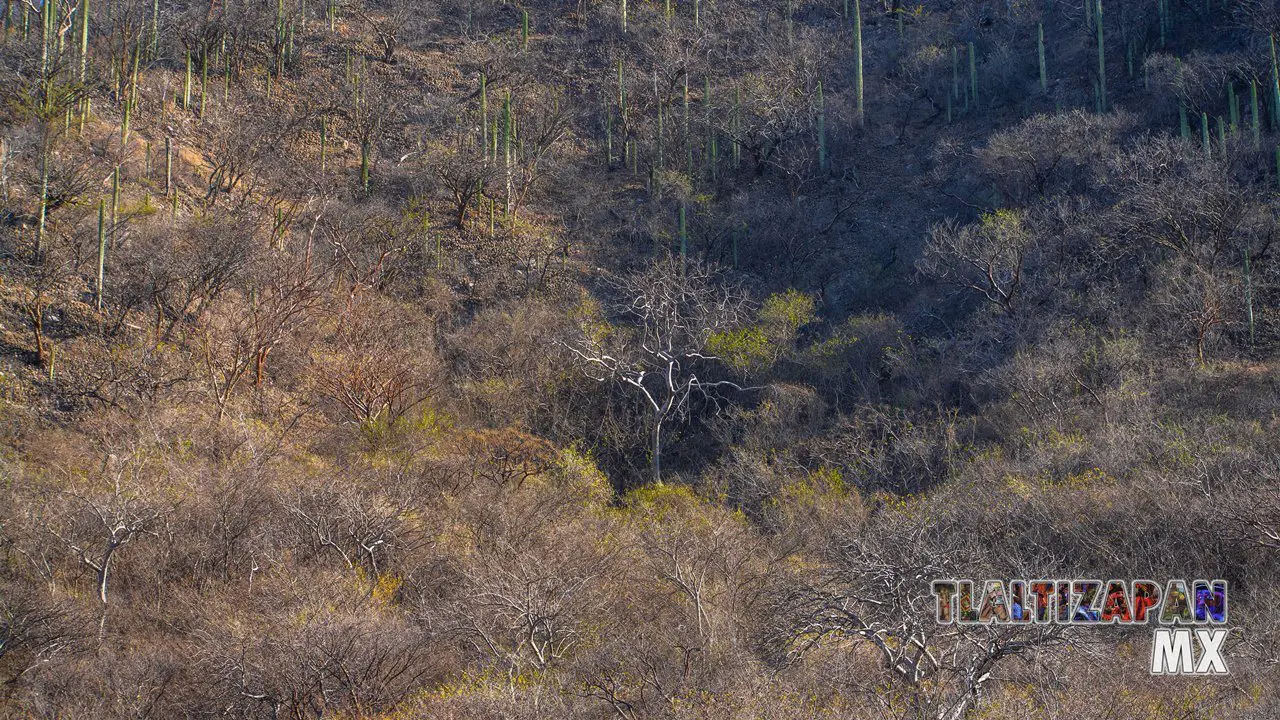 Organales de temilpa 07 de Marzo del 2019 | Coleccion multimedia | Tlaltizapan.mx