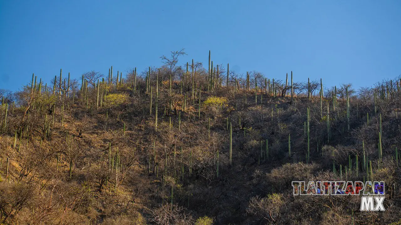 Organales de temilpa 07 de Marzo del 2019 | Coleccion multimedia | Tlaltizapan.mx